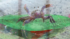Crab 썸네일